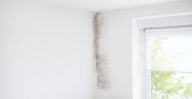 Mold Odor Removal Services